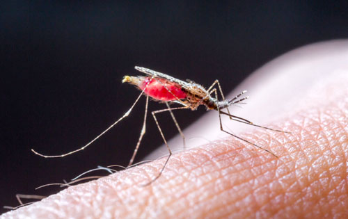 тропическая малярия